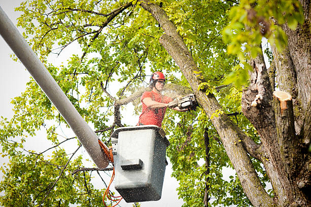 Best Emergency Tree Service  in Cheltenham Village, PA